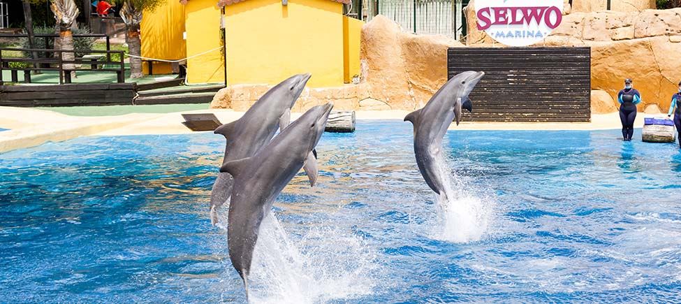 Fotografia di una piscina con al centro tre delfini tursiopi che saltano. Dietro la piscina, sulla sinistra si vedono tre casette gialle e alcune palme e sulla destra il logo del Selwo Marina.