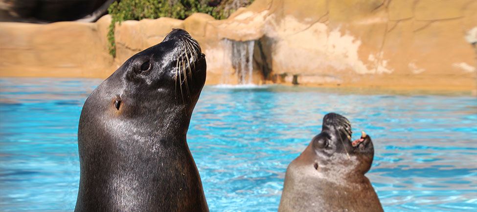 In primo piano, due leoni marini sudamericani di color grigio scuro. Sullo sfondo si vede parte della piscina e alcune rocce artificiali. 