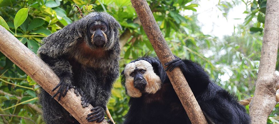 In primo piano, due primati pitecia dalla faccia bianca, di colore nero e grigio nel corpo e di color beige nell'area della faccia. Sono appollaiati e aggrappati a un albero. Sullo sfondo si vede un boschetto nelle varie sfumature del verde.