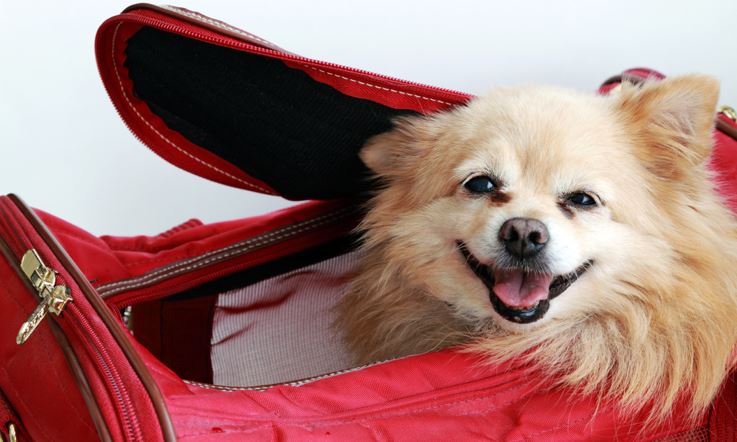 Uśmiechnięty beżowy pies znajdujący się w czerwonym elastycznym kontenerze, z którego wystaje tylko jego głowa.