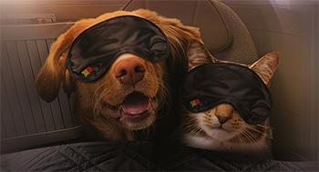 Image composed of a smiling, open-mouthed brown dog and a white and gray-striped cat, both with a black eye mask with the TAP logo in the lower right corner. They are covered with a gray blanket, comfortably lying on a plane seat. 